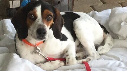 BeagleRescue's tweet photo. These are a few of the awesome boys available at the rescue. Want love? They deliver. https://t.co/qR3L7TqF0c https://t.co/FhD0sY4l8g