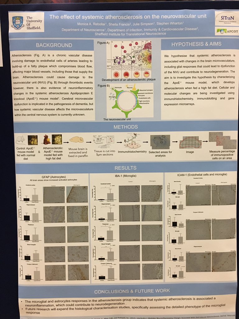 ale_monrebollar's tweet photo. Excited to present my poster at #SRM2019 if you would like to learn more about atherosclerosis and it’s effect on the neurovascular unit visit my poster (no.88) https://t.co/HxXeRJxeFS