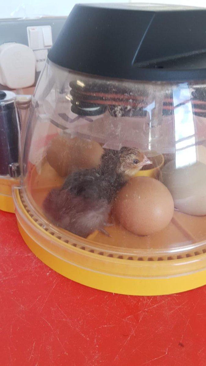 Castletown_NS's tweet photo. Look who hatched just now! Let's move him to the brood box! Great excitement in Scoil Ghormáin Naofa as we await the siblings! @PDSTPrimarySTEM #biology #lifeprocesses https://t.co/ijhliR0qHs