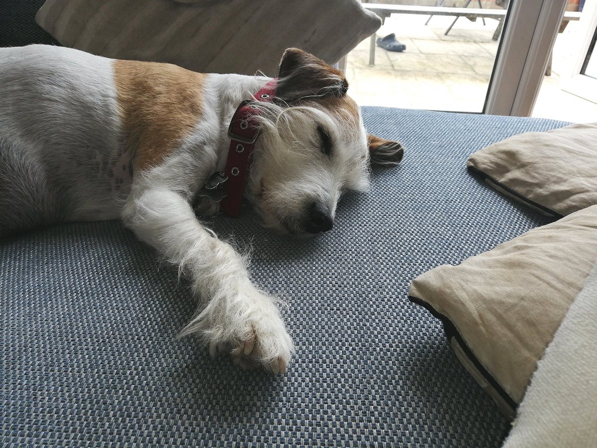 OutpawsW's tweet photo. Norbert keeping up his high level of activity around the house. Similar to the level he has maintained for the last 14 years #dogsoftwitter #Wendover #Norbert #ZenCow https://t.co/tGj8P3imAi