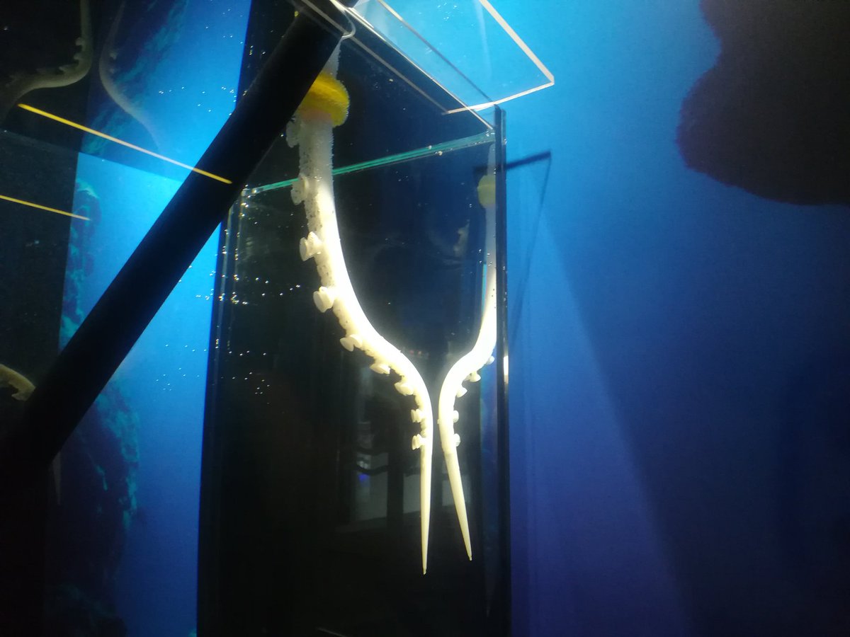 Spotted this #robotic beauty this weekend at the @AcquarioGenova. A masterpiece done by Cecilia Laschi (@SantAnnaPisa) + Barbara Mazzolai (@IITalk) as featured in our @FETFX_EU interview: fetfx.eu/story/soft-rob…

Can't wait to hear more about it tomorrow at the @iew2019!