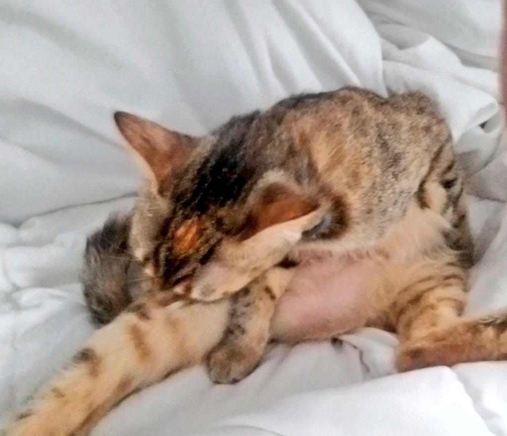 spacekittyexp's tweet photo. Gracful eh? Well, at least she's thorough! #CatsOfTwitter #CatLovers #grooming #cats #catladys #catdads #TabbyTuesday #spacekittyexpress @spacekittyexp https://t.co/dZrqvahlGh