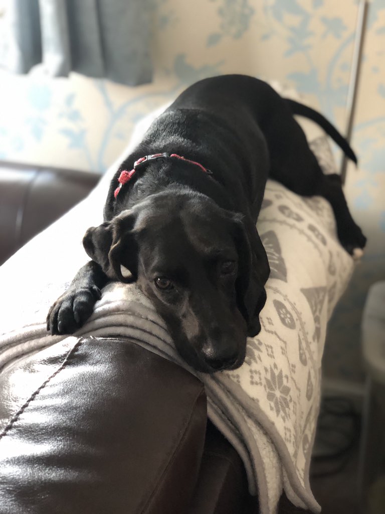 EllenCheriton's tweet photo. @mrdanwalker @carolkirkwood @BBCBreakfast @louiseminchin @sallynugent @seanfarrington What do you mean I’m not supposed to be here?!! It’s so cosy and you know that I want to stay here 🐾🐾🐾 #PoppytheDog #puppydogeyes #PoppyDogEyes #CockerCross 💕💕💕💕 xx https://t.co/fJzsh3Cdax