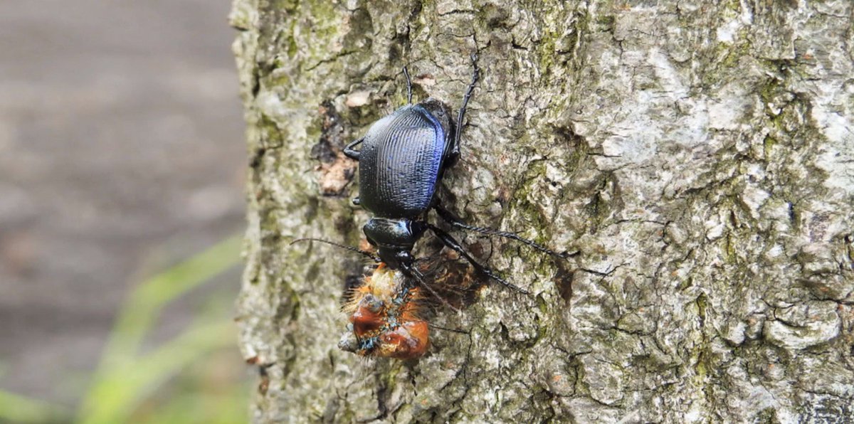 Ook deze kever ⬇️eet de eikenprocessierups! 🐛🐛 Ontdek alle natuurlijke vijanden van de EPR in ons whitepaper: advantaseeds.nl/news/post/inva…