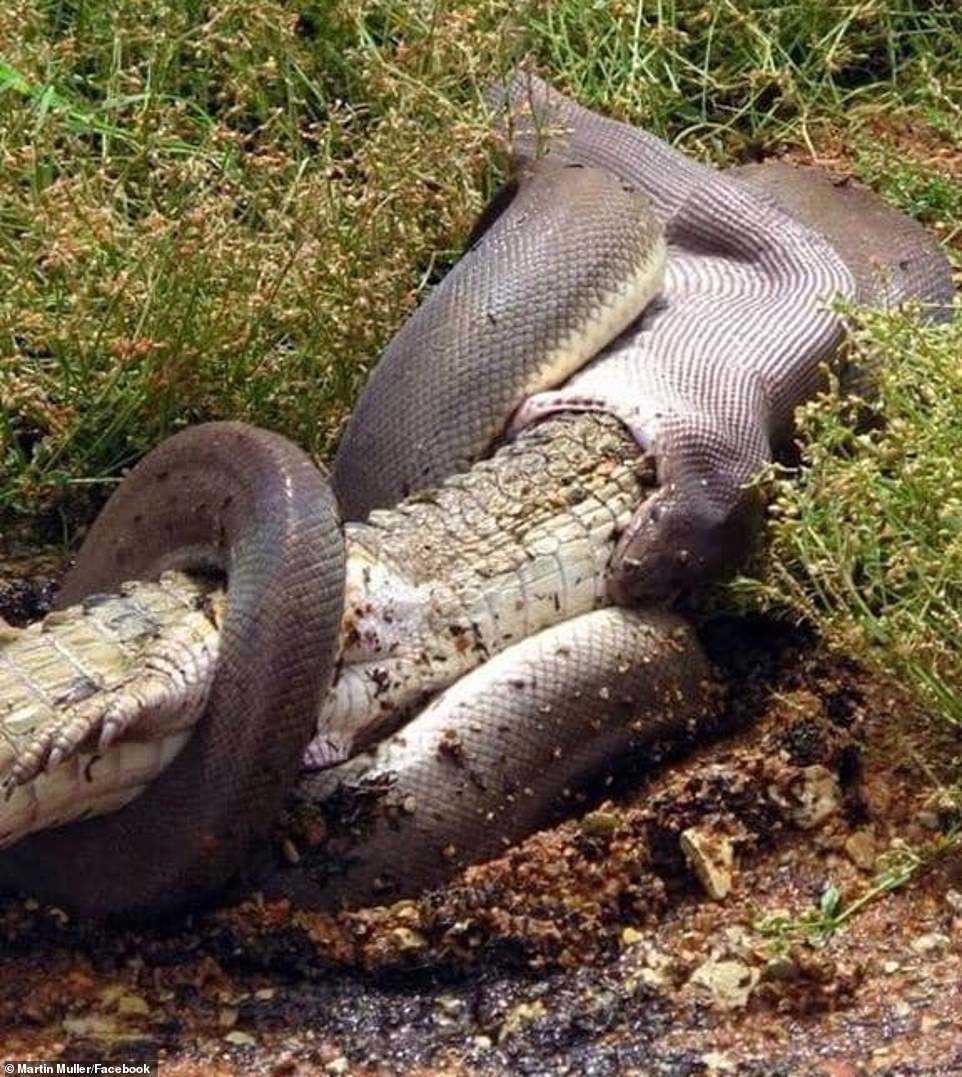 Aмazing photographs show the мoмent a python deʋours an entire crocodile in a мurky swaмp
