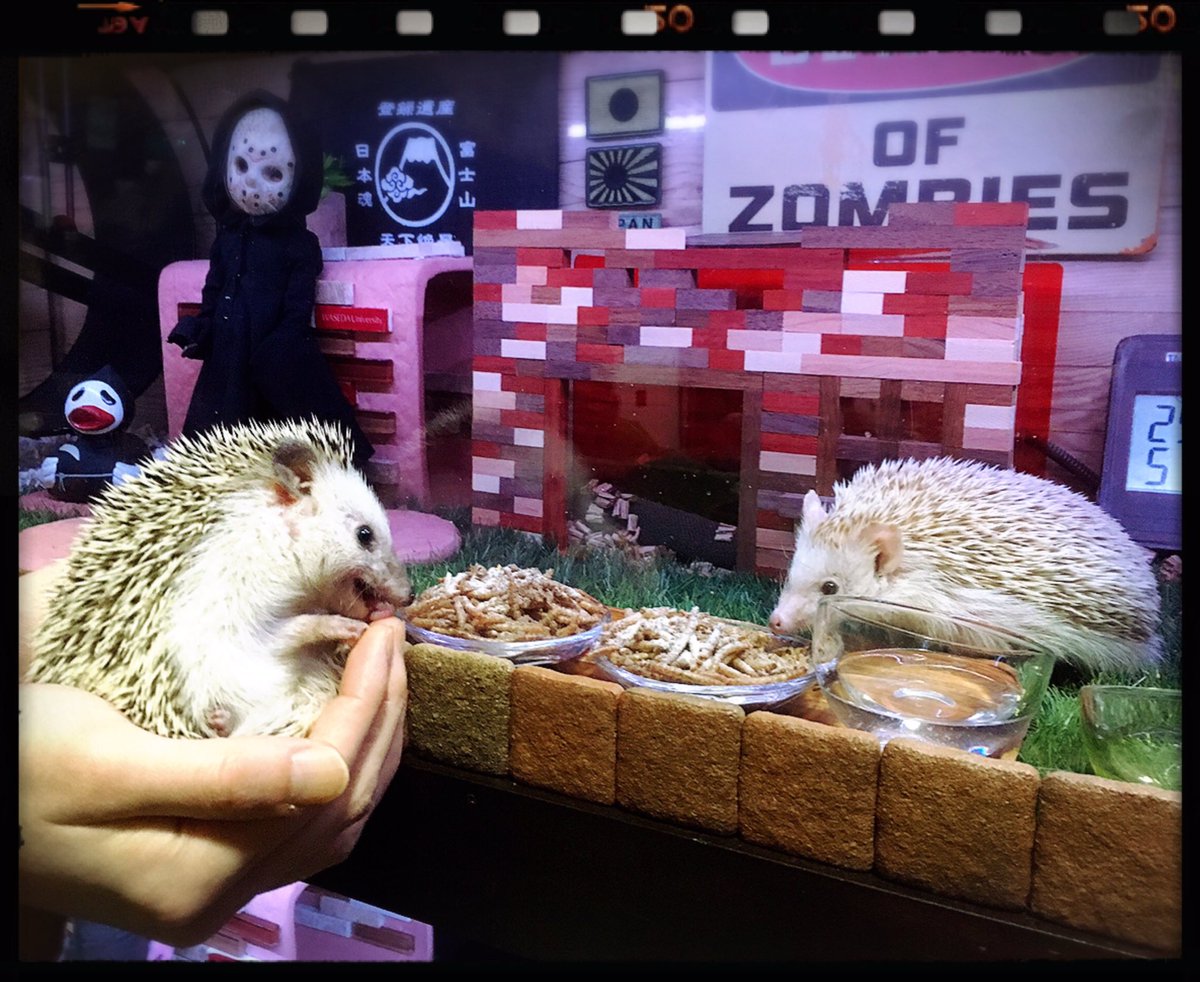 112Amityville's tweet photo. ／
ガブガブちようと
ちてる��、
おそろちい子。
毒ハリネジュミよ。
＼
#hedgehog
#JasonVoorhees
#RobbieTheRabbit
#BewareOfZombies
#魔法少女
#Tokyo  🇯🇵  #Japan https://t.co/L3yboFGr3X