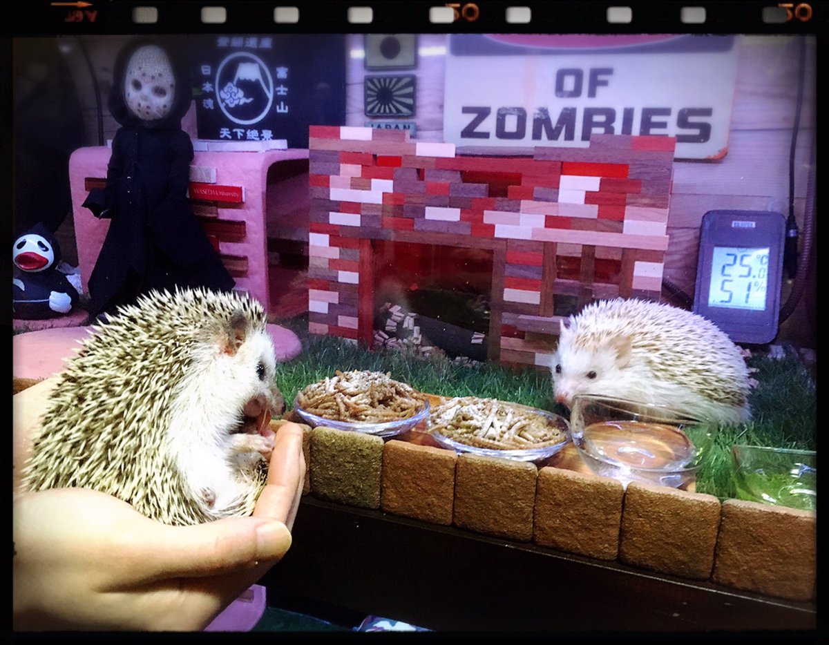 112Amityville's tweet photo. ／
ガブガブちようと
ちてる��、
おそろちい子。
毒ハリネジュミよ。
＼
#hedgehog
#JasonVoorhees
#RobbieTheRabbit
#BewareOfZombies
#魔法少女
#Tokyo  🇯🇵  #Japan https://t.co/L3yboFGr3X