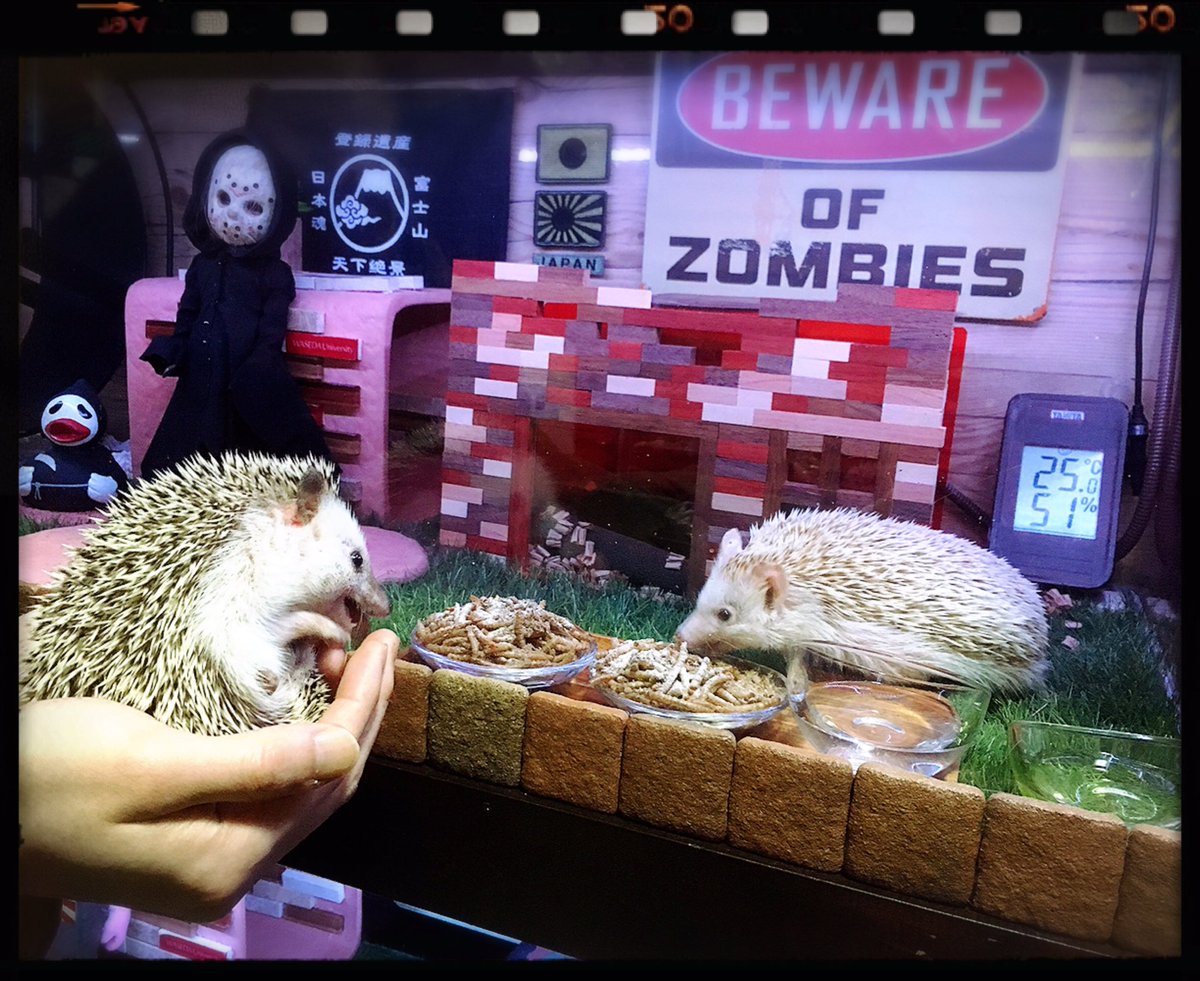 112Amityville's tweet photo. ／
ガブガブちようと
ちてる��、
おそろちい子。
毒ハリネジュミよ。
＼
#hedgehog
#JasonVoorhees
#RobbieTheRabbit
#BewareOfZombies
#魔法少女
#Tokyo  🇯🇵  #Japan https://t.co/L3yboFGr3X
