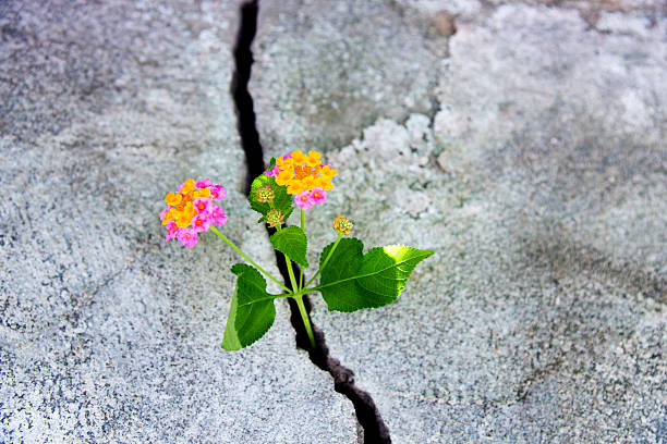 sacreddancing's tweet image. Sometimes beauty can be found in the most unexpected places. But like this flower growing through a crack in a concrete block, beauty simply will not be thwarted. What beauty is trying to erupt through the hardpan in your life?