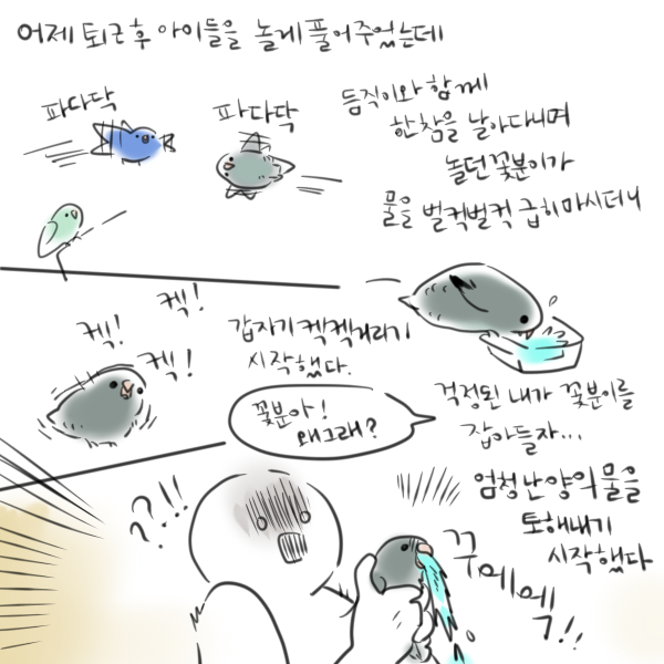 앵무새가 새가 물을 토해요 물에 빠져서 물을 많이 먹어서 켁켁거려요 등에 도움이 될 수 있을것 같은 경험을 만화로 그렸습니다. 은근히 이런 케이스가 있다고 해서/ 사고로 앵무새가 물에 빠져 물을 먹는 경우가 있을것 같아서 그려보았습니다 병원, 위험, 응급조치에 대한 내용도 이어집니다.
