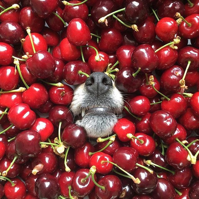 marcy_colangelo's tweet photo. I love you CHERRY much🍒
.
.
#cherryontop #🍒 #barked #Boop #boopmynose #woofwoofwoof #jrtpost #bestjrt #ilovemyjack #sweetdoggie #cherries #dogandcherries #dognose 
#jackrussell #jackrussellterrier 
#jrtloversofinstagram #jrt #instajackrussell #jackru… https://t.co/63uqnNv5dj https://t.co/aEGZmtqMdO