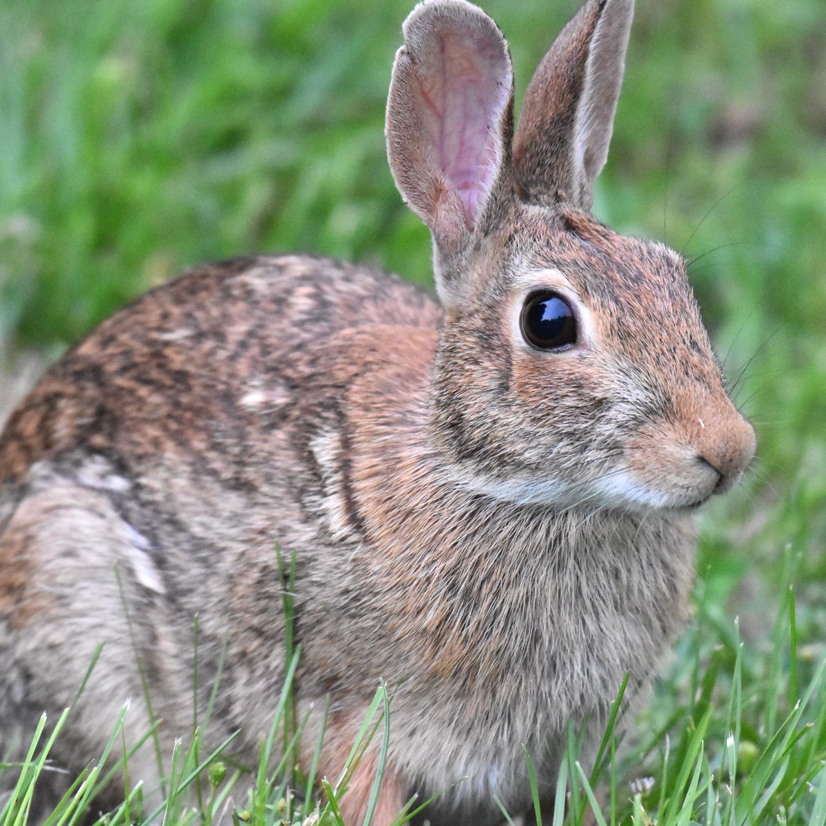 #easterncottontail #rabbit #bombayhooknwr #nature #wild #delaware #wildlife #bunny #animal #photo #nikon