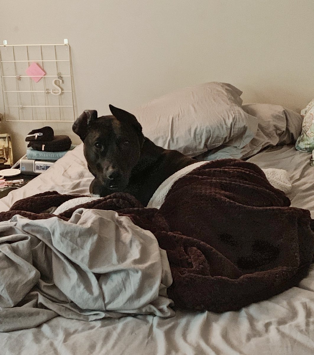 ShauntelHall's tweet photo. The face my dog gave me when I tried to wake him up to go for a walk this morning. 

The drama. https://t.co/tfK0yT98R3