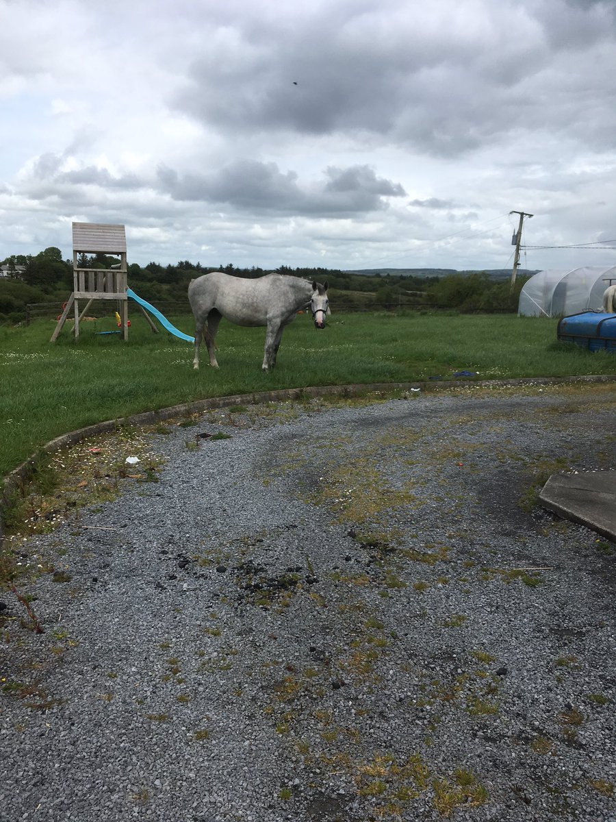 DCraughwell's tweet photo. Oh the joys of living in the country side. Hard to believe she 16 and preggers 😂 https://t.co/dDwiBugxRg