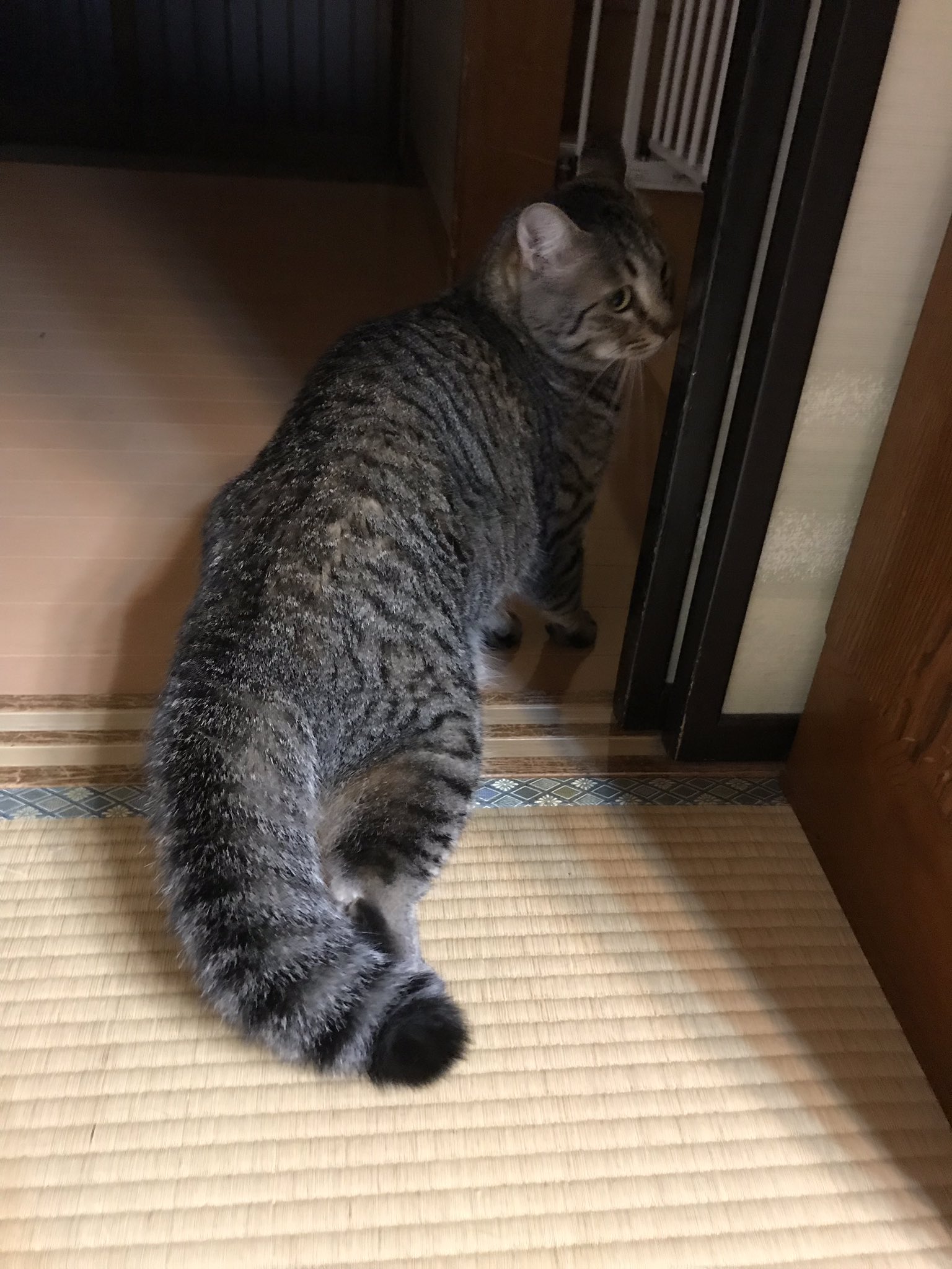 マクー 地震により猫のしっぽがぽんぽこになるという甚大な被害の我が家 マクー 地震により猫のしっぽがぽんぽこになるという甚大な被害の我が家