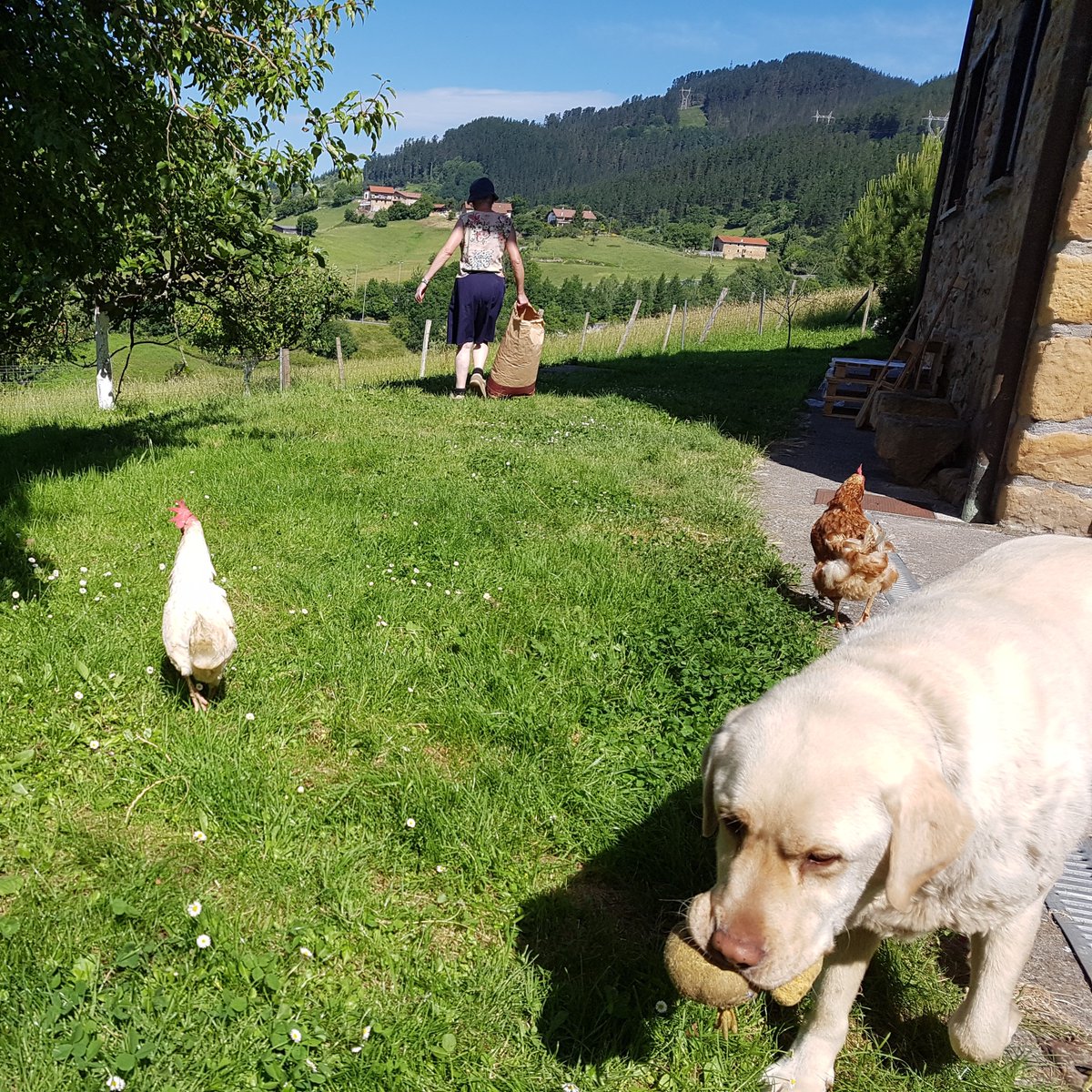 S_Wordsmith's tweet photo. This morning's inspiration for writing 'all things counter, original, spare, strange' was from Gerard Manley Hopkins. And some chickens. #readbeforeyouwrite #amwriting #BasqueCountry #Bizkaia @GM_Hopkins #piedbeauty https://t.co/5AK7PAvKpy