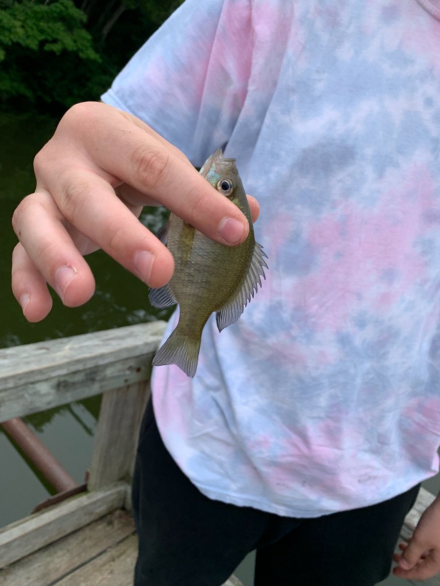 Coach_Foster_14's tweet photo. We have exciting news in the PE Dept! For the first time in summer school history, we have officially caught a fish! #reelinginkeepers #lifelongactivities https://t.co/zof7NGk5FH
