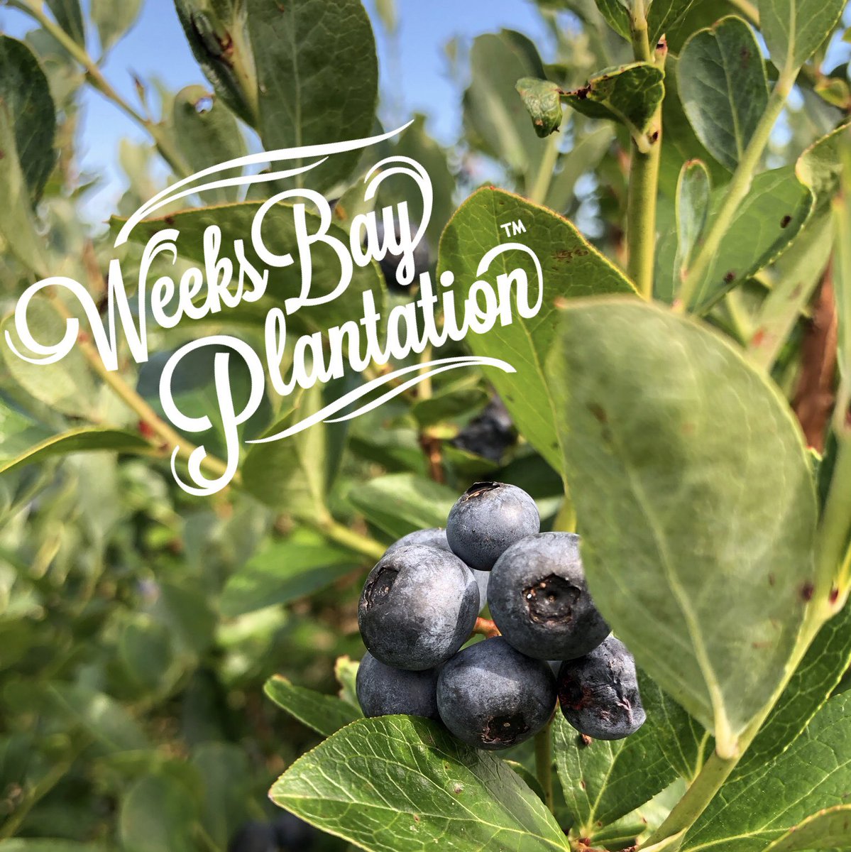 The weather is sunny at the farm but the fields are bit damp so wear some waterproof boots or shoes. 
We’re open for picking this morning and again for a twilight pick from 5-7pm this evening! 

#weeksbayplantation #upick #organic #blueberry #farm #fairhopealabama #baldwincounty