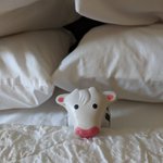Photo by The Vermont Cow (@CowVt)