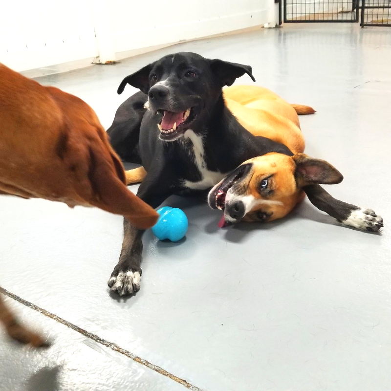 MetroDogsMN's tweet photo. Hondo, you can't call dibs on a ball and Luke!!! 🤣😂😎
.
.
#dogs #mn #dogsofinstagram #dogdaycare  #doglover #minneapolis #northloop #northloopdogs #downtownminneapolis #dogsofminneapolis #igdogs #happydoghappylife #dogfriends #puppydogeyes #adogslife #dogstagram #instadog https://t.co/CTGXELHu65