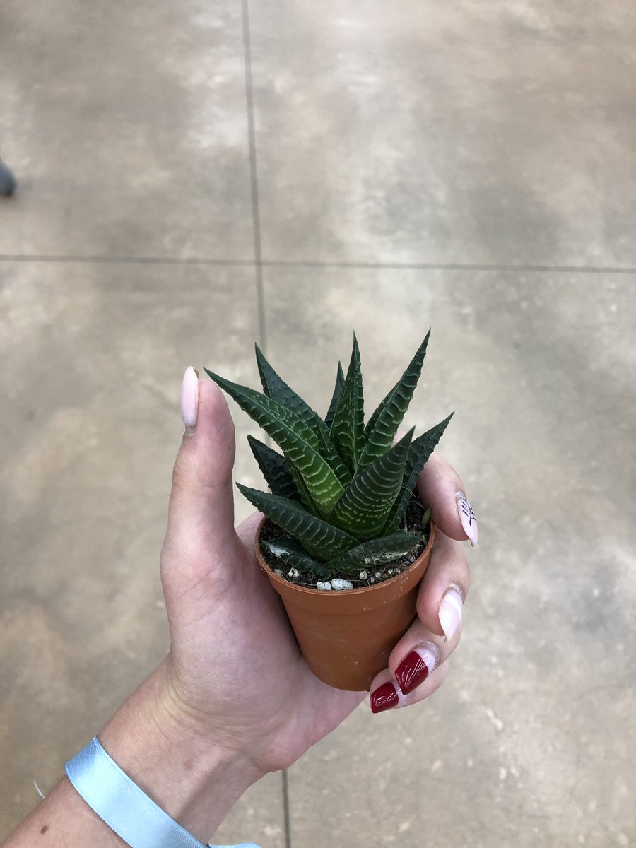 FightFromInside's tweet image. Бамбук я не нашла. Как назовём хаворцию?