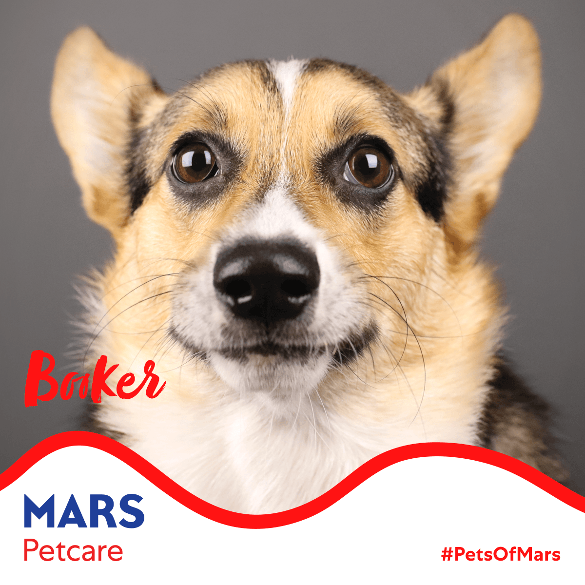 MarsPetcareUS's tweet photo. #PetsOfMars: I'm Booker Watson. When my mom brings me to work, I know exactly the right hoomans that will give in to my charming smile and nub of a tail. My favorites are the ones who give me treats when my mom isn't looking. 🐶❤ #MarsLovesPets https://t.co/MutO2ebjer