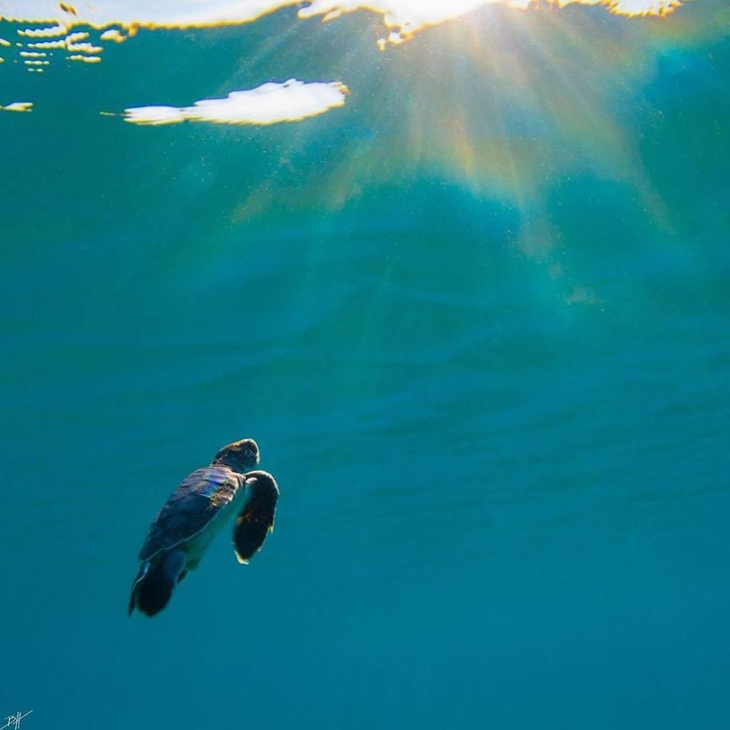 “You can never cross oceans until you have the courage to lose sight of the shore!” #TurtleTuesday #SeaTurtleCamp
📸: @benjhicks
•
•
•
•
#seaturtlelover #seaturtles #seaturtle #turtle #turtles #marinebio #marinebiology #marinescience #summercamp #summercamps #sealife #sav…
