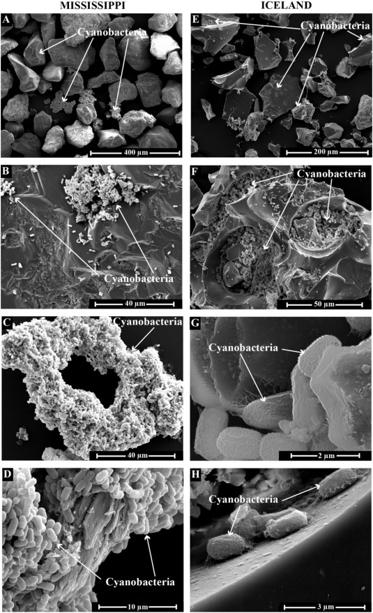 LianeGBenning's tweet photo. new paper out in #ChemGeol
Enhancement of #cyanobacterial growth by #riverine #particulate #material
nice work in collaboration with Chris Grimma Raul Martinez Oleg Pokrovskyamd Eric Oelkers in #Toulouse
https://t.co/7P8THYIaQl https://t.co/ZyTYUZgPDy