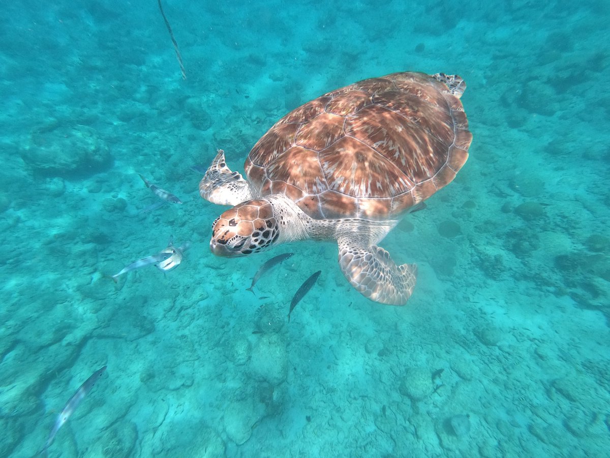 Warrenyachting's tweet photo. Current location? Snorkelling on the Platinum coast of #Barbados!

#BeSeaduced #LuxuryCharter #LuxuryLifestyle #UltimateCatamaranExperience #ExceptionalService #turtles

https://t.co/hw3g7paRua https://t.co/EdQ04YzkKD