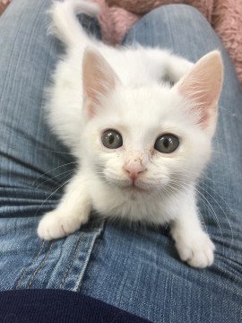 ネコジルシ里親募集 千葉 かわいい白猫子猫 生後2ヶ月 千葉県 生後1ヶ月 の ジュニア ちゃんです 猫 ネコ 里親 里親募集 千葉県 拡散希望 詳細 T Co 9g0bwxuqyl 写真