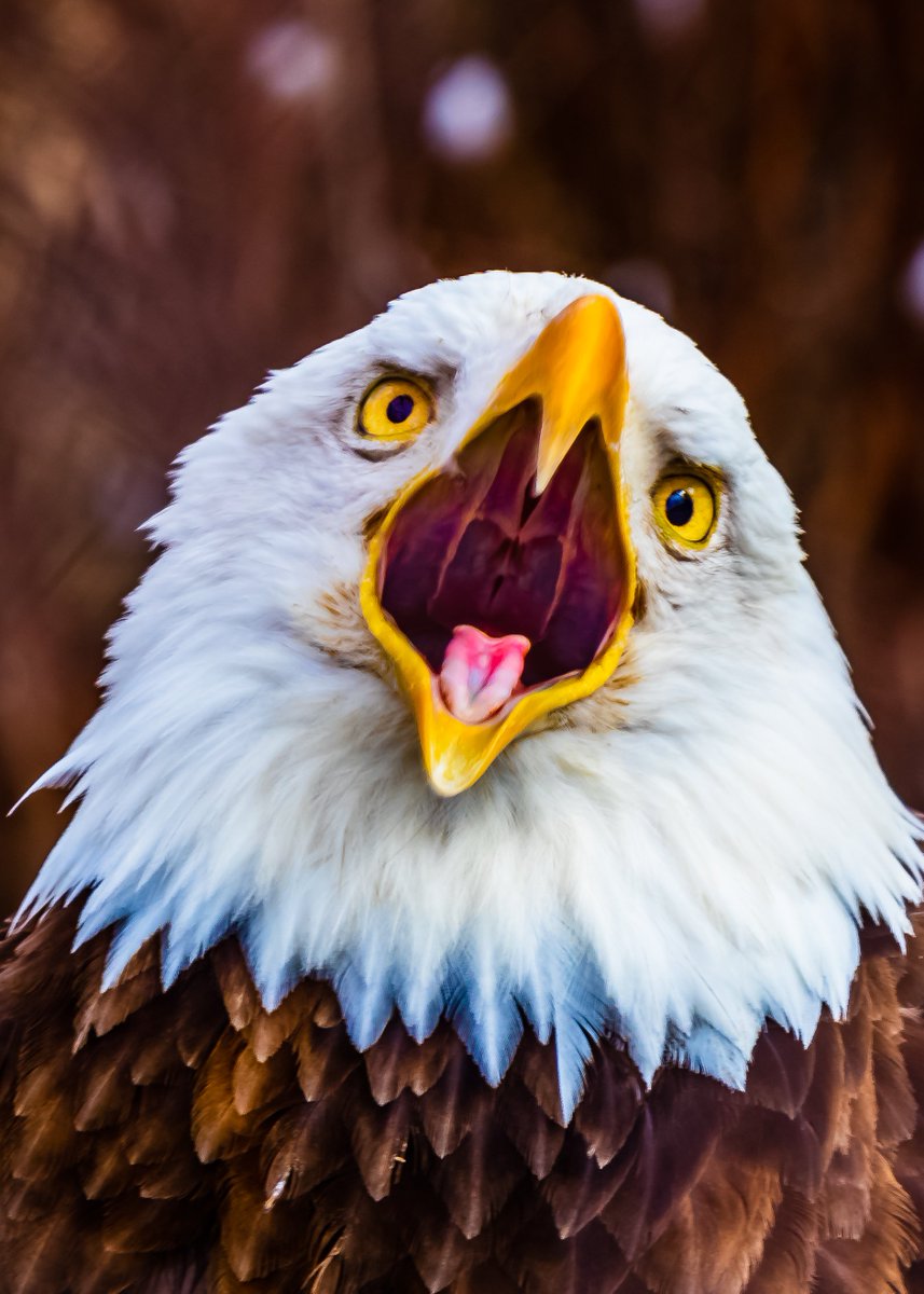 TodaysBaldEagle's tweet photo. (Photo courtesy of Michael Nagrocki)
#baldeagle #birdsofprey #raptors https://t.co/haNJsAAbdq