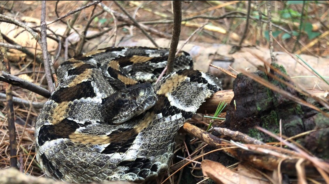 Timber Tweets tweet media