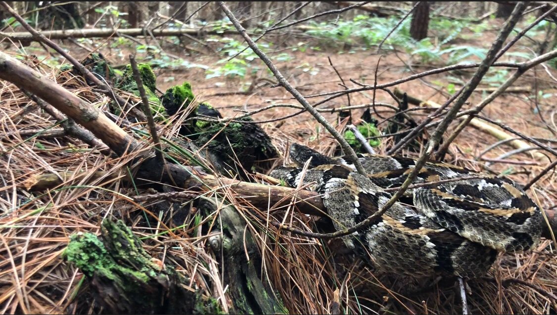 Timber Tweets tweet media