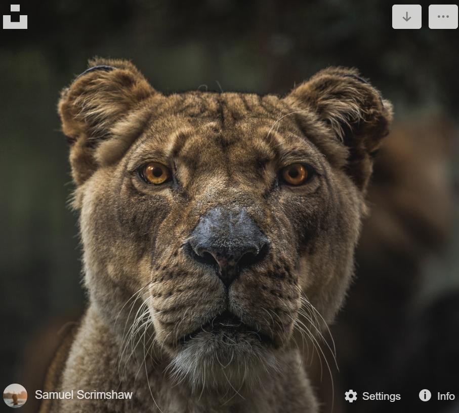 2footgiraffe's tweet image. Need images for students to practice writing investigative questions? Use the chrome extension Upspash Instant - each tab produces a new image - thanks Kim Baumann - #TDOEtraining #ngsschat #ngsschat