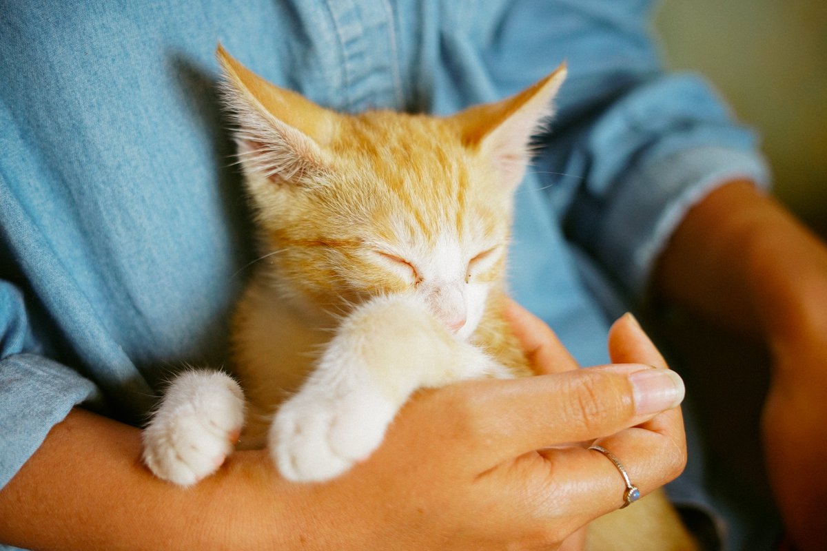 When your cat purrs, what do you think they’re trying to tell you? Scientists still don’t fully understand all aspects of the mechanisms, or system of parts that work together, and produce purring and all the variations. 🐈 

Here’s what we do know: bit.ly/2K8Nj4M