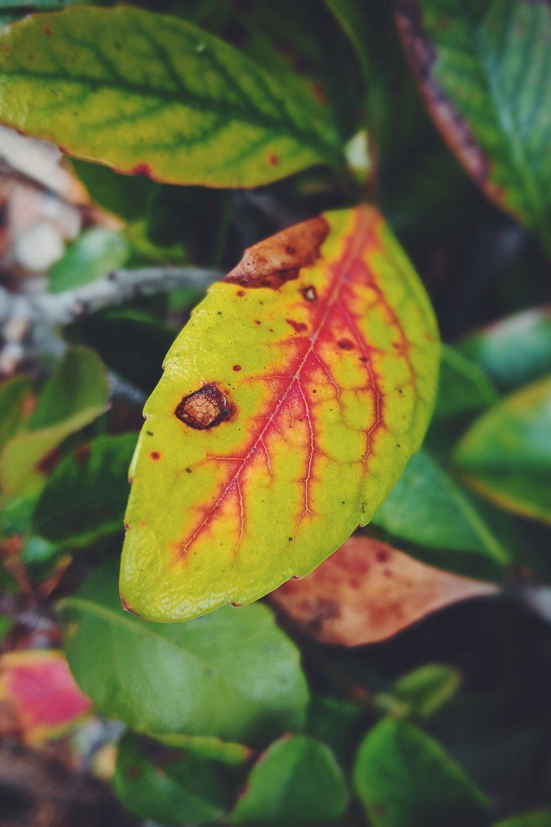 Drewgraphix's tweet photo. 365 Day Project, exploring colors and textures around us.
•
Shot on Google Pixel 2XL
•
363/365
•
•
#teampixel #vsco #madebygoogle #googlepixel #drewgraphix365 #launchdsign #visualsoflife #agameoftones #primeshots… https://t.co/anAy4Zc5U8 https://t.co/5ZmCKM4Ha5
