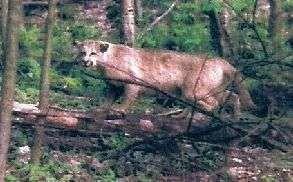 UnionLeader's tweet image. Ever seen a mountain lion in NH?  If you haven't, you're not alone. There aren't supposed to be any, according to experts. Yet, three people have reported spotting the big cat prowling Sunapee.  Read all about it.
bit.ly/2In1dPh