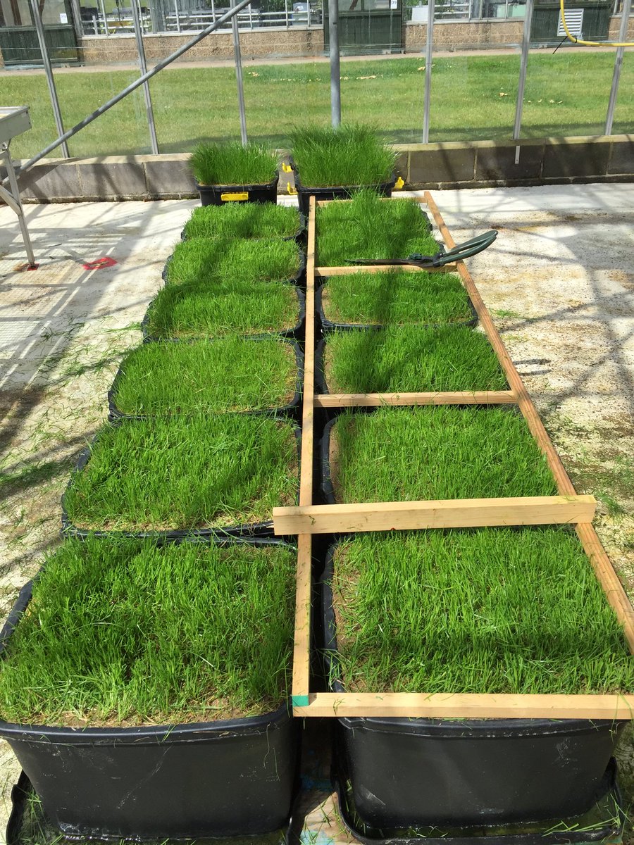 ExpertGrass's tweet photo. The glamorous side of turf trials. Learned how to use shears over 40 years ago. Not a bad cut. https://t.co/BuAGVN2RBA