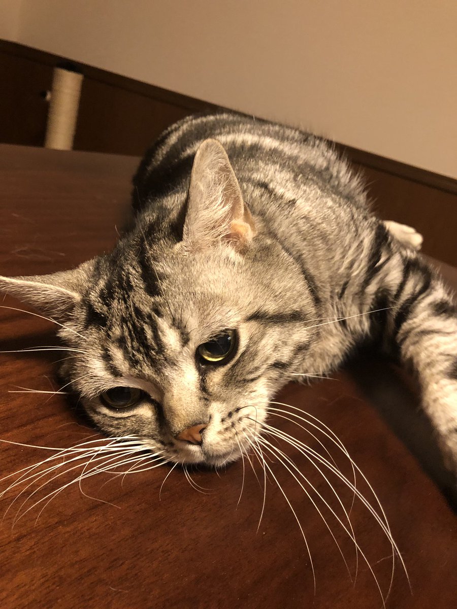 森雪 19年7月21日 本日はキラちゃんの血液検査と腹部エコー検査を実施 両者のデータから 慢性腎臓病は小康状態で その他の肝臓や脾臓等に特に異常は見られないとのこと 臨床症状 多飲多尿 皮下補液 週2 体重 3 95kg 検査データ等 Bun 36 3