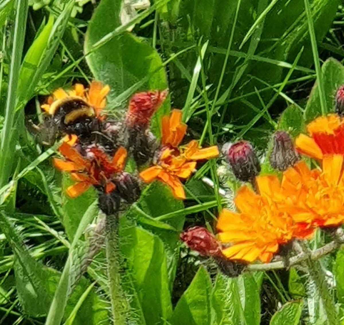 AmirCasey7's tweet photo. #DailyBee #WildLife #LifeAtDiamond https://t.co/jxcgXpg3FR