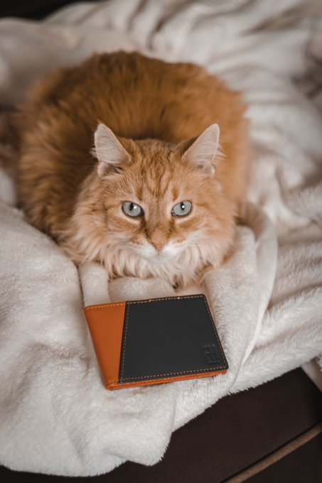 When your cat matches your wallet  #forrestandharold https://t.co/SzgcJKpg3W<a href="/tag/forrestandharold"class="tags">#forrestandharold</a>