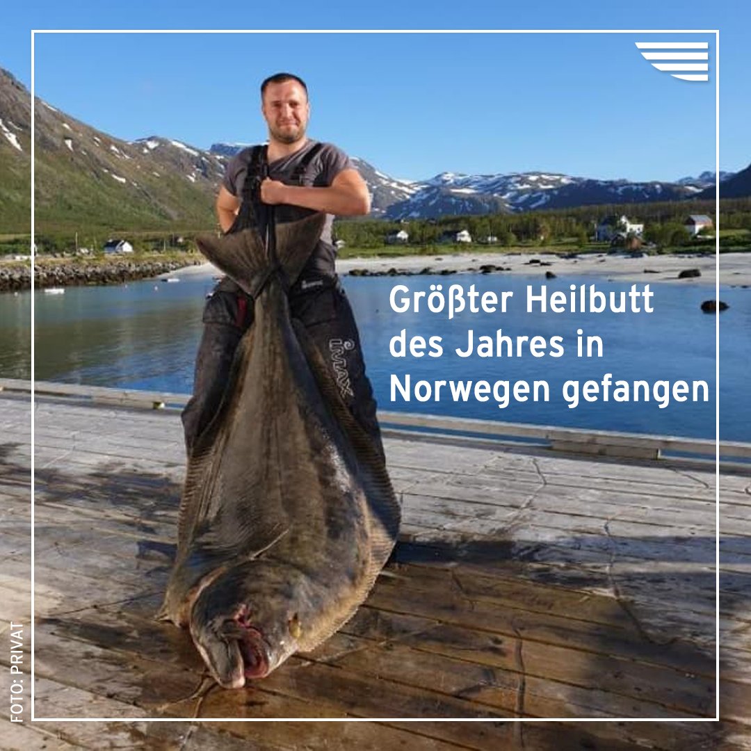Nordkurier's tweet photo. Knapp zwei Meter lang, mehr als 86 Kilogramm schwer:  Ein Angler aus #Friedland hat in #Norwegen den größten #Heilbutt des Jahres gefangen.

Hier gibt es auch ein Video des spektakulären Fangs >> https://t.co/b71OFhsDP7 https://t.co/lPgJv1yBcu