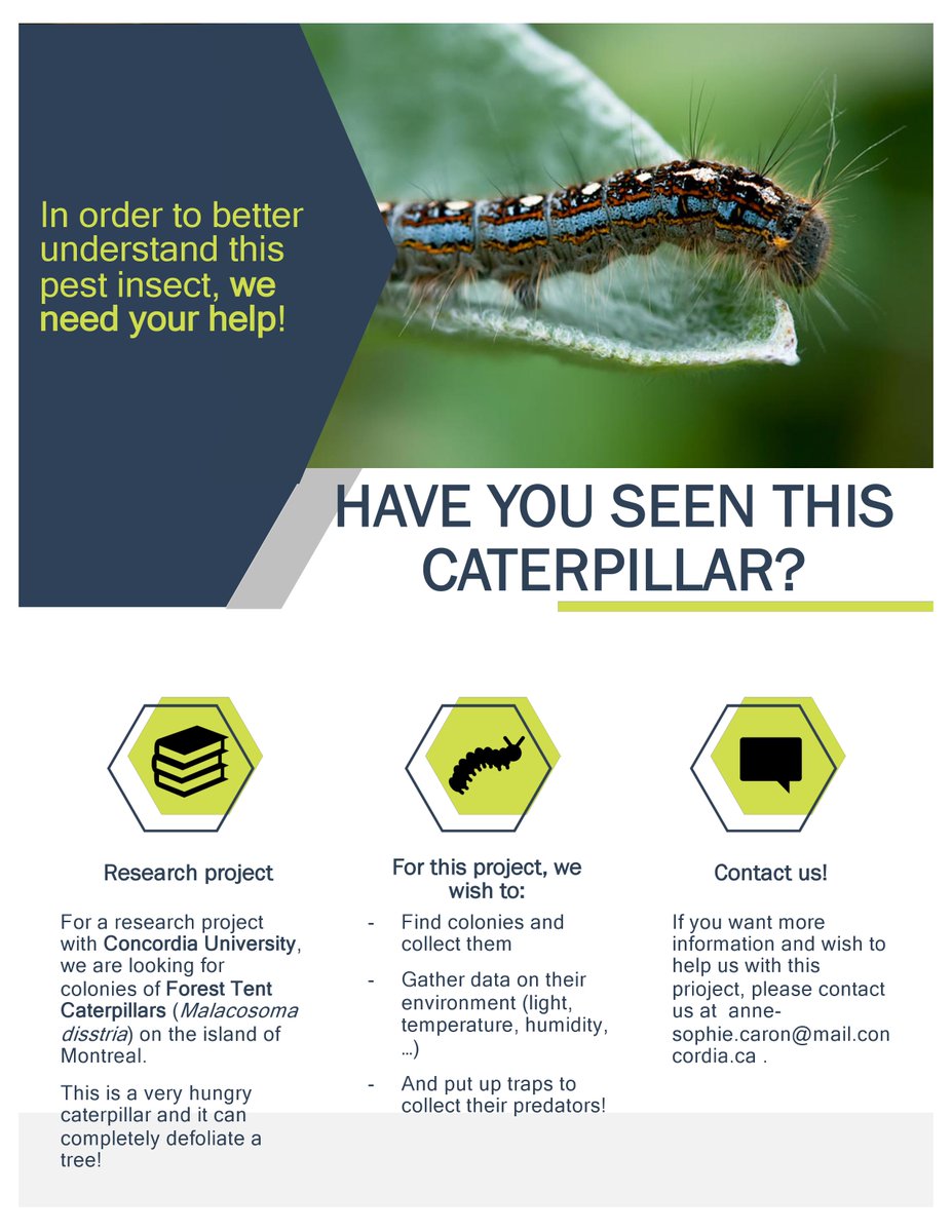 AnneSoCaron's tweet photo. J'ai besoin de votre aide!  Pour mon doctorat, je suis à la recherche de colonies de livrées des forêts sur l'île de Montréal. 

SVP partager! 

-----

For my PhD, I'm looking for Forest Tent Caterpillar colonies on the island of Montreal

Please share!

#urbanecology https://t.co/EHnUdwwhWs