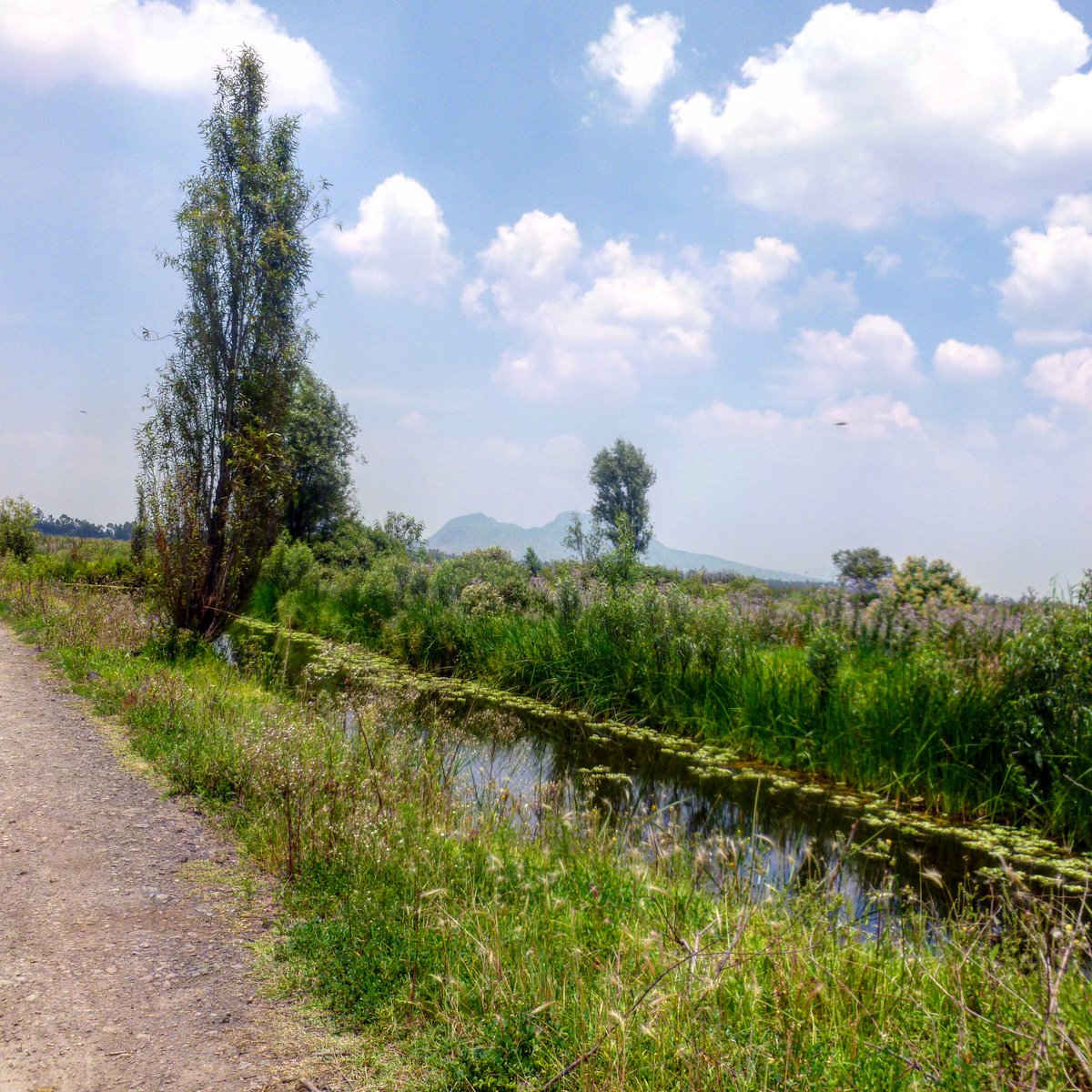 Xim_ena's tweet photo. Si me voy donde vaya, yo te llevo conmigo, no me dejes ir sola, necesito de ti.
Dedicado a la zona lacustre y mi árbol favorito, el #ahuexotl #ahuejote que sustenta a la ciudad y a las chinampas...
#Tlahuac #Xochimilco #CDMX https://t.co/EGfFjYKMgL