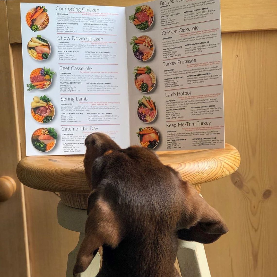 _differentdog's tweet image. Mitzi and Heidi are such adorable #DifferentDogs! Does anyone else’s pooches insit on making sure all the food is out the box? 🤔

#differentdog #freshdogfood #naturaldogfood #dogfood #dachshund