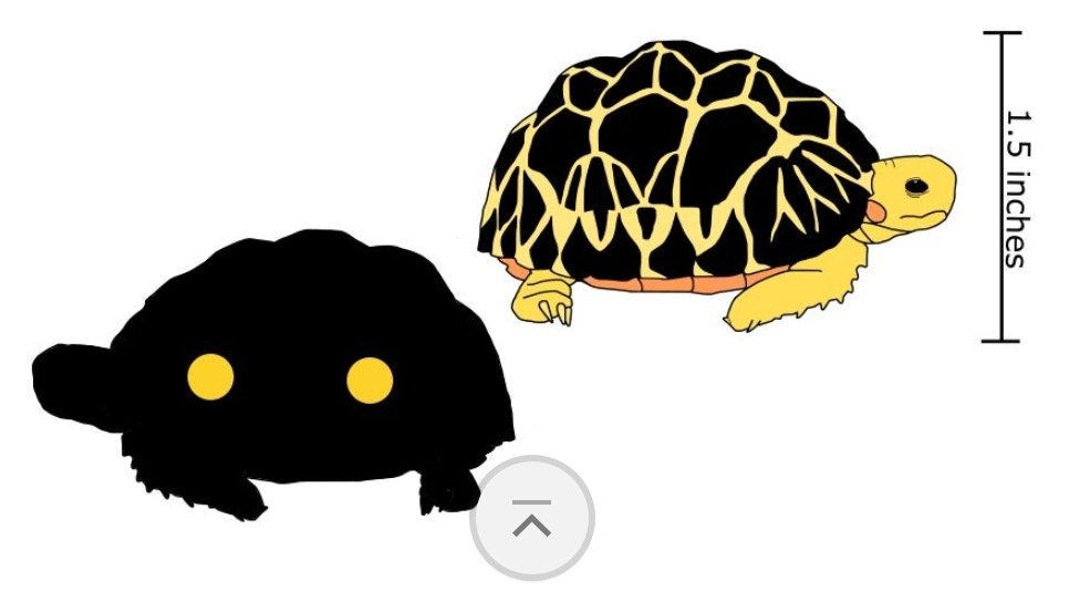 Northformations's tweet image. The Burmese Star #Tortoise is a critically endangered tortoise due to habitat destruction and poaching for use in chinese cuisine. But thanks to #breedingprograms like those at #Torontozoo are coming back.

Check out our pins at kickstarter.com/projects/north…

#pins #pinlove #pinlife