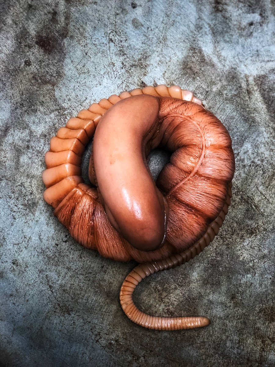 Michael86Wilson's tweet photo. All done folks! What do ya think, should I add blood? HMU if you wanna buy one. #alien #xenomorph #specialeffects #sciencefiction #scify #cosplay #cosplayprop #silicone @smoothon #alienvspredator #chestburster https://t.co/wP9fQWvmH2