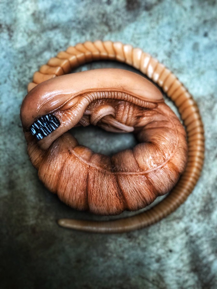 Michael86Wilson's tweet photo. All done folks! What do ya think, should I add blood? HMU if you wanna buy one. #alien #xenomorph #specialeffects #sciencefiction #scify #cosplay #cosplayprop #silicone @smoothon #alienvspredator #chestburster https://t.co/wP9fQWvmH2