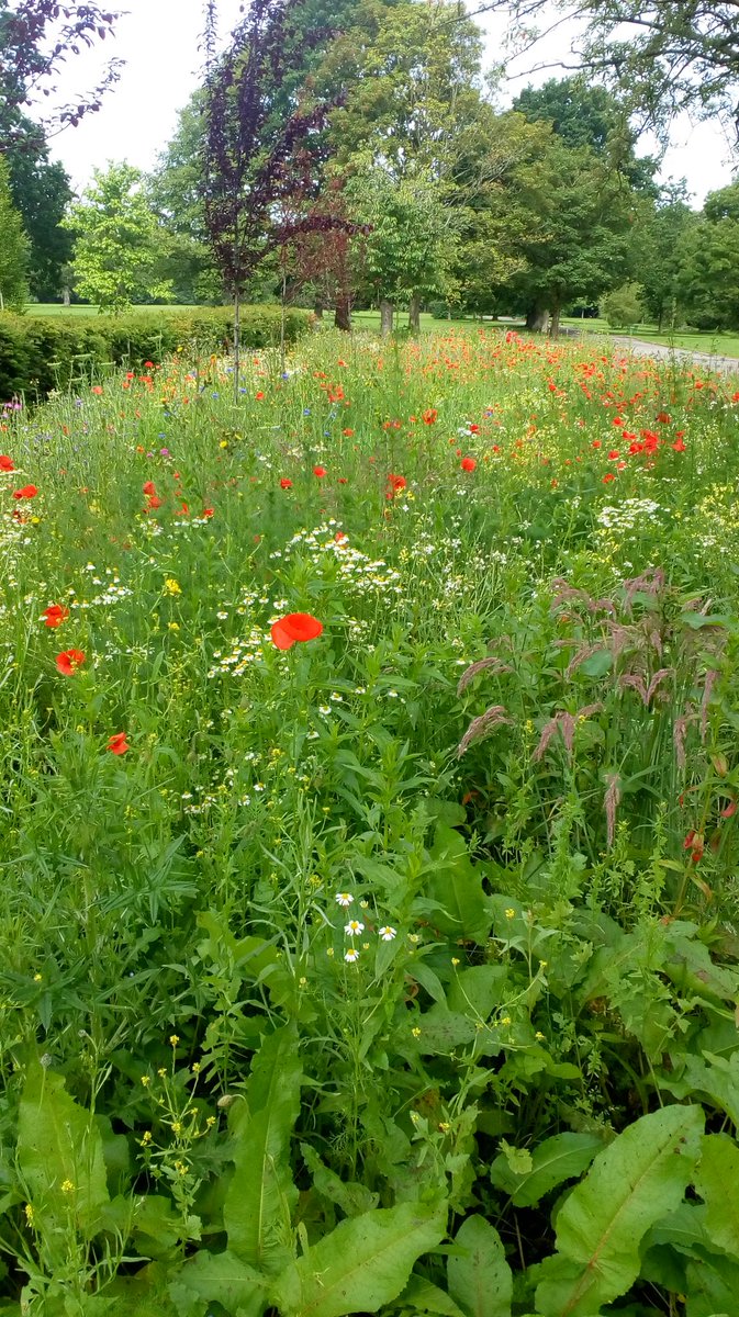 HLEarnshaw's tweet photo. Day 18: Had to take a minute to stand and admire this wildlife garden at Woodbank Park this morning. #30DaysWild @30DaysWild @WildflowersUK https://t.co/PgfxYCiHdG
