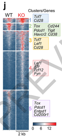 mmw_lmw's tweet photo. #TOX is a critical regulator of #TumourSpecific T cell Differentiation | Andrea Schietinger @sloan_kettering @nature https://t.co/E4vQWYXZpf https://t.co/bnfLVnLnuU